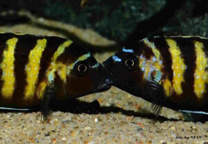 Metriaclima melissa 'Chitande Island'